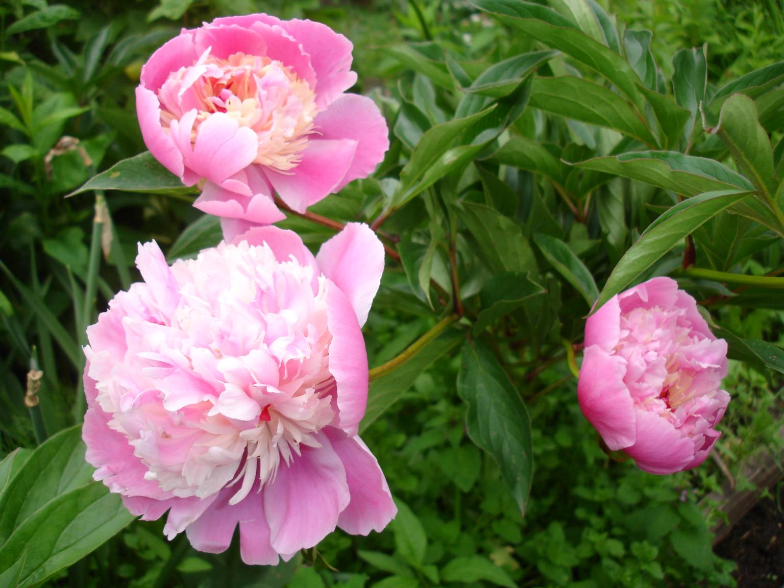 Сорта ранних розовых. Пион молочноцветковый ’Pink Dawn’. Пион молочноцветковый 'Сьюзетт. Пион молочноцветковый Вог. Пион анемоновидный розовый.